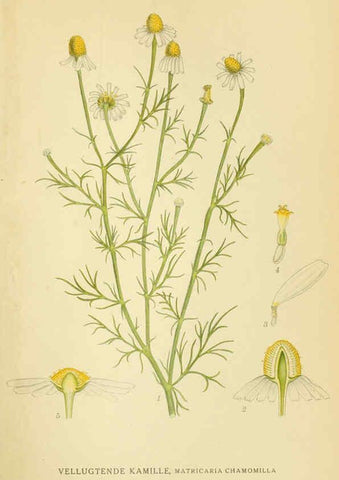 Reproducción/Reproduction 6029262672: Billeder af nordens flora. v.1 København,G.E.C. Gad's forlag,1917-1927