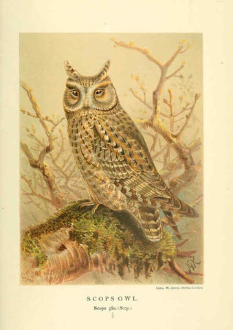 Reproducción/Reproduction 6029173914: Coloured figures of the birds of the British Islands. v.1 London :R. H. Porter,1885-1897