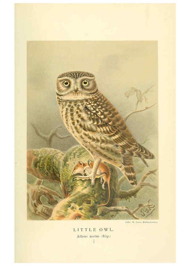 Reproducción/Reproduction 6028621891: Coloured figures of the birds of the British Islands. v.1 London :R. H. Porter,1885-1897
