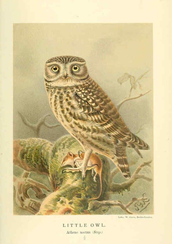Reproducción/Reproduction 6028621891: Coloured figures of the birds of the British Islands. v.1 London :R. H. Porter,1885-1897