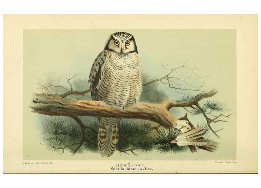Reproducción/Reproduction 6029174544: Coloured figures of the birds of the British Islands. v.1 London :R. H. Porter,1885-1897