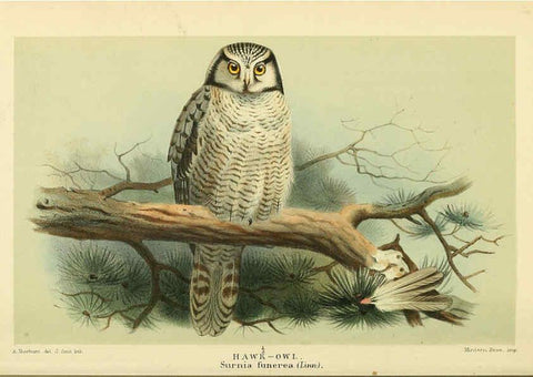 Reproducción/Reproduction 6029174544: Coloured figures of the birds of the British Islands. v.1 London :R. H. Porter,1885-1897