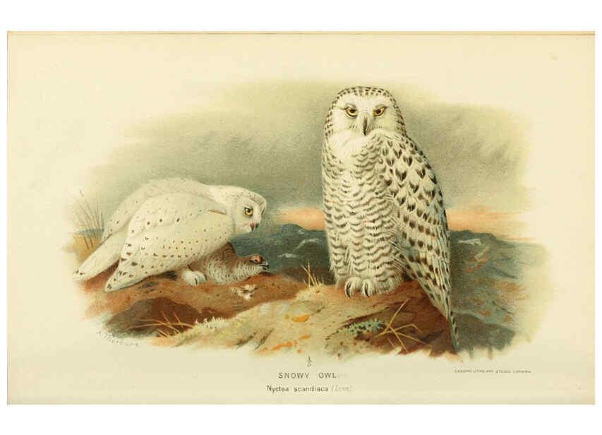 Reproducción/Reproduction 6028622529: Coloured figures of the birds of the British Islands. v.1 London :R. H. Porter,1885-1897