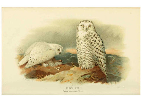 Reproducción/Reproduction 6028622529: Coloured figures of the birds of the British Islands. v.1 London :R. H. Porter,1885-1897