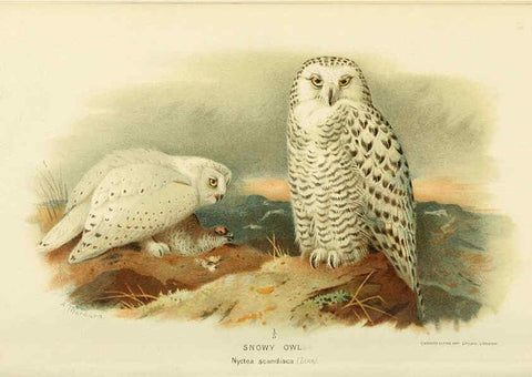 Reproducción/Reproduction 6028622529: Coloured figures of the birds of the British Islands. v.1 London :R. H. Porter,1885-1897