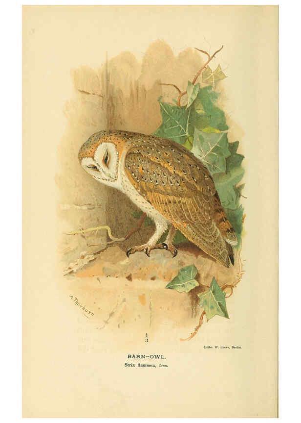 Reproducción/Reproduction 6029175062: Coloured figures of the birds of the British Islands. v.1 London :R. H. Porter,1885-1897