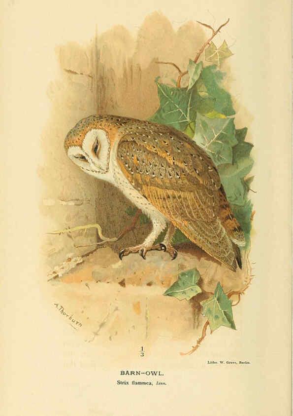 Reproducción/Reproduction 6029175062: Coloured figures of the birds of the British Islands. v.1 London :R. H. Porter,1885-1897