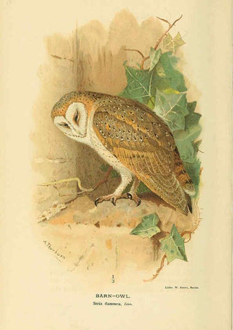 Reproducción/Reproduction 6029175062: Coloured figures of the birds of the British Islands. v.1 London :R. H. Porter,1885-1897