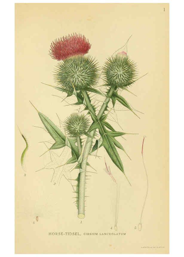 Reproducción/Reproduction 6029259386: Billeder af nordens flora. v.1 København,G.E.C. Gad's forlag,1917-1927