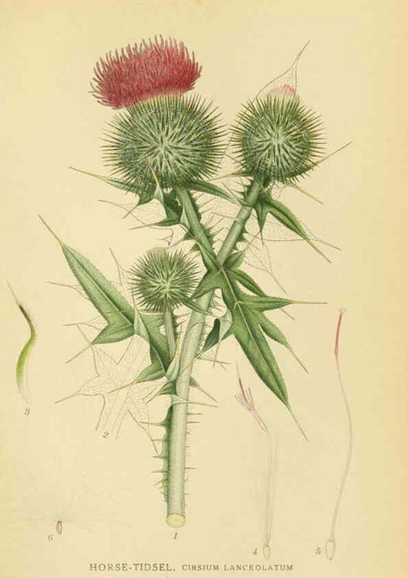 Reproducción/Reproduction 6029259386: Billeder af nordens flora. v.1 København,G.E.C. Gad's forlag,1917-1927