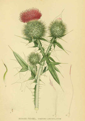 Reproducción/Reproduction 6029259386: Billeder af nordens flora. v.1 København,G.E.C. Gad's forlag,1917-1927
