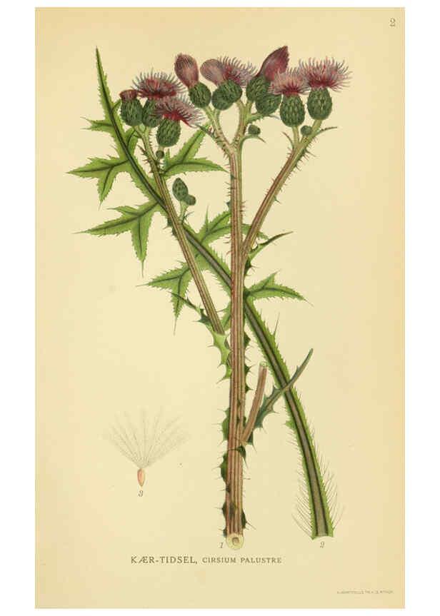 Reproducción/Reproduction 6029259860: Billeder af nordens flora. v.1 København,G.E.C. Gad's forlag,1917-1927