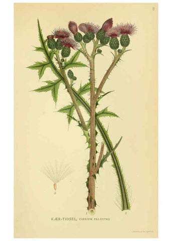 Reproducción/Reproduction 6029259860: Billeder af nordens flora. v.1 København,G.E.C. Gad's forlag,1917-1927
