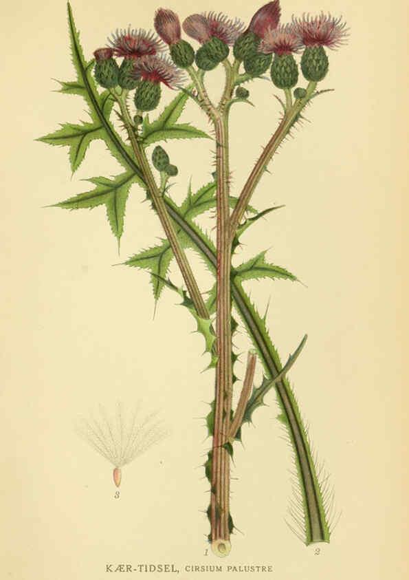 Reproducción/Reproduction 6029259860: Billeder af nordens flora. v.1 København,G.E.C. Gad's forlag,1917-1927