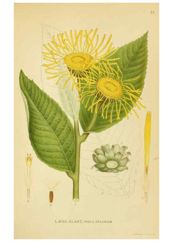 Reproducción/Reproduction 6029268154: Billeder af nordens flora. v.1 København,G.E.C. Gad's forlag,1917-1927