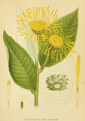 Reproducción/Reproduction 6029268154: Billeder af nordens flora. v.1 København,G.E.C. Gad's forlag,1917-1927