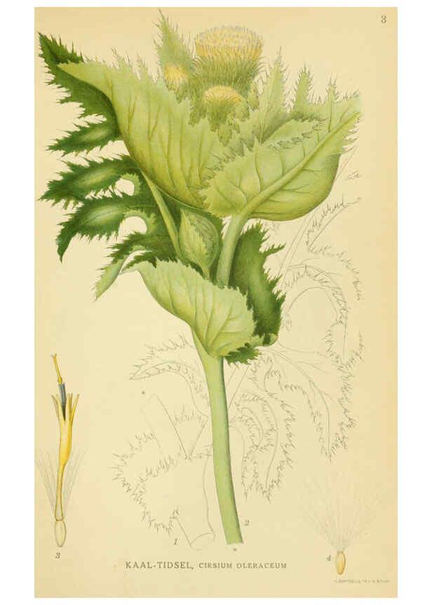 Reproducción/Reproduction 6028708091: Billeder af nordens flora. v.1 København,G.E.C. Gad's forlag,1917-1927