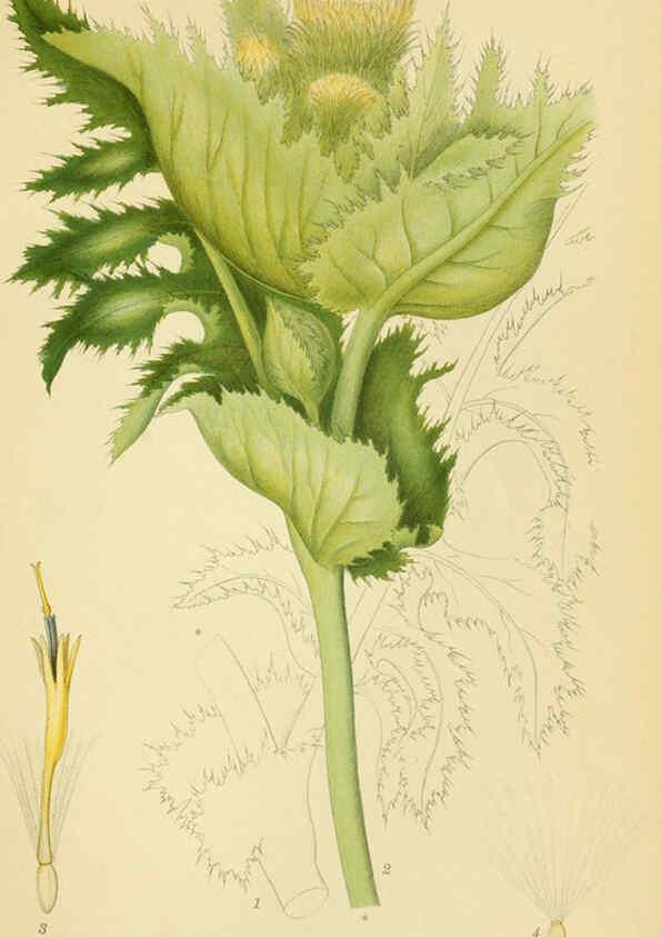 Reproducción/Reproduction 6028708091: Billeder af nordens flora. v.1 København,G.E.C. Gad's forlag,1917-1927