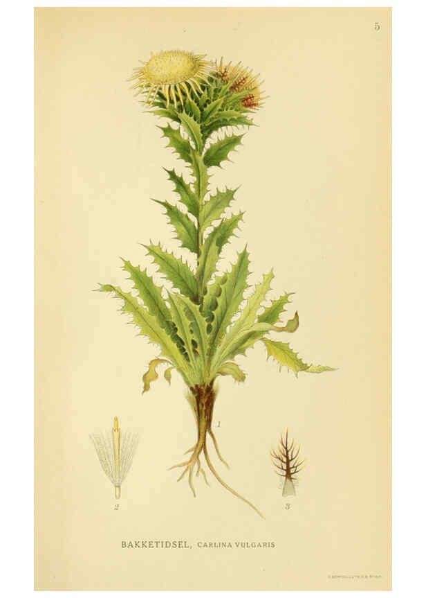 Reproducción/Reproduction 6029260740: Billeder af nordens flora. v.1 København,G.E.C. Gad's forlag,1917-1927