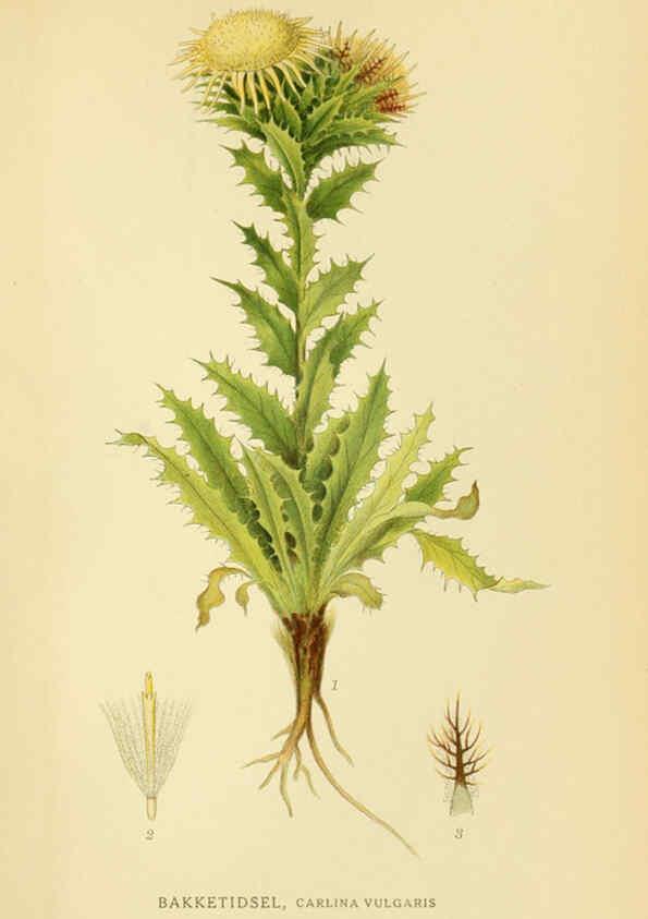 Reproducción/Reproduction 6029260740: Billeder af nordens flora. v.1 København,G.E.C. Gad's forlag,1917-1927