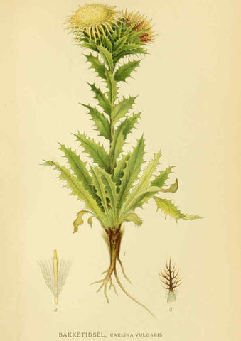 Reproducción/Reproduction 6029260740: Billeder af nordens flora. v.1 København,G.E.C. Gad's forlag,1917-1927