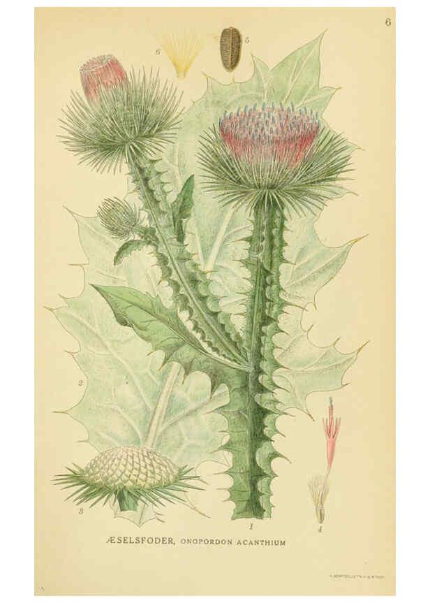 Reproducción/Reproduction 6029261094: Billeder af nordens flora. v.1 København,G.E.C. Gad's forlag,1917-1927