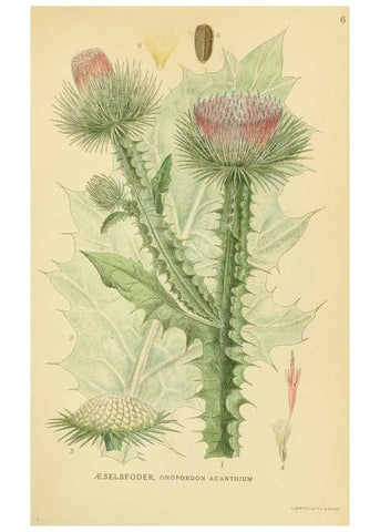 Reproducción/Reproduction 6029261094: Billeder af nordens flora. v.1 København,G.E.C. Gad's forlag,1917-1927