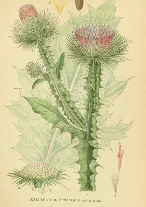 Reproducción/Reproduction 6029261094: Billeder af nordens flora. v.1 København,G.E.C. Gad's forlag,1917-1927