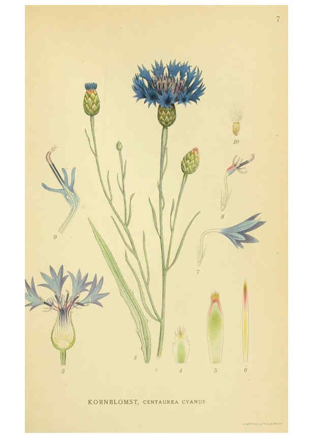 Reproducción/Reproduction 6029261398: Billeder af nordens flora. v.1 København,G.E.C. Gad's forlag,1917-1927