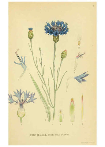 Reproducción/Reproduction 6029261398: Billeder af nordens flora. v.1 København,G.E.C. Gad's forlag,1917-1927