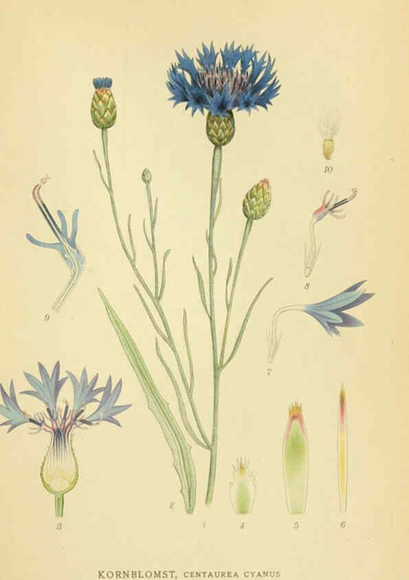 Reproducción/Reproduction 6029261398: Billeder af nordens flora. v.1 København,G.E.C. Gad's forlag,1917-1927