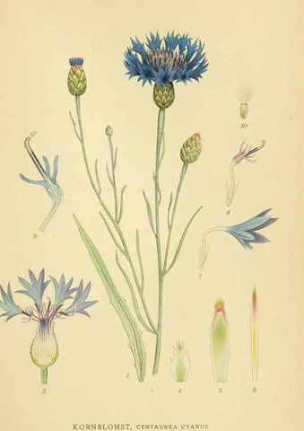 Reproducción/Reproduction 6029261398: Billeder af nordens flora. v.1 København,G.E.C. Gad's forlag,1917-1927