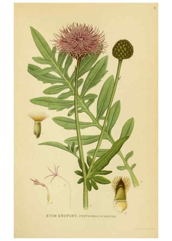 Reproducción/Reproduction 6028709465: Billeder af nordens flora. v.1 København,G.E.C. Gad's forlag,1917-1927