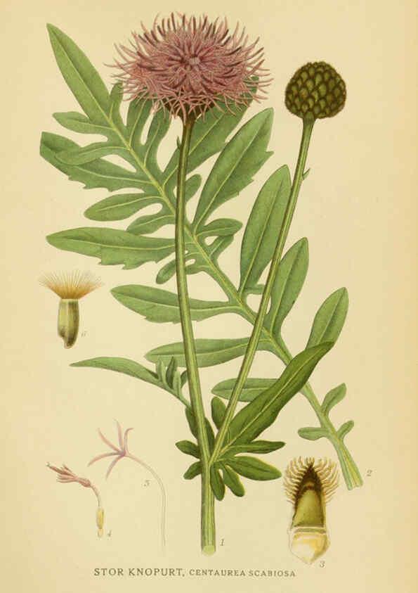Reproducción/Reproduction 6028709465: Billeder af nordens flora. v.1 København,G.E.C. Gad's forlag,1917-1927