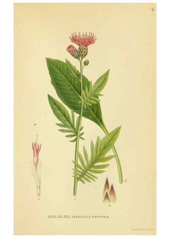 Reproducción/Reproduction 6029261866: Billeder af nordens flora. v.1 København,G.E.C. Gad's forlag,1917-1927