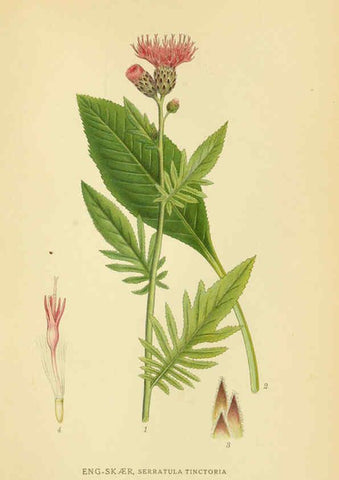 Reproducción/Reproduction 6029261866: Billeder af nordens flora. v.1 København,G.E.C. Gad's forlag,1917-1927