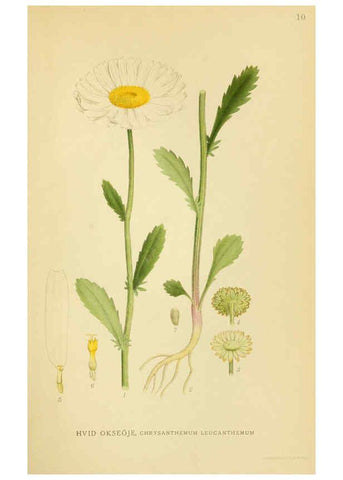 Reproducción/Reproduction 6029262166: Billeder af nordens flora. v.1 København,G.E.C. Gad's forlag,1917-1927