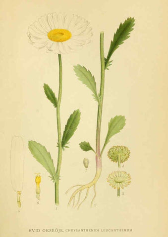 Reproducción/Reproduction 6029262166: Billeder af nordens flora. v.1 København,G.E.C. Gad's forlag,1917-1927