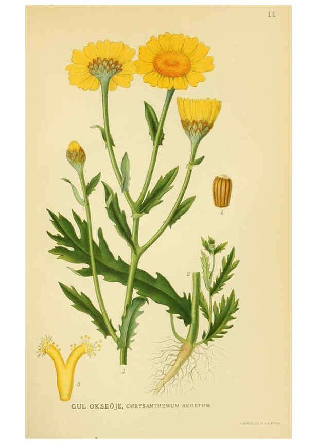 Reproducción/Reproduction 6028710251: Billeder af nordens flora. v.1 København,G.E.C. Gad's forlag,1917-1927