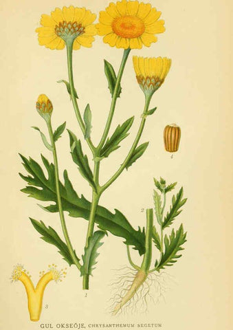 Reproducción/Reproduction 6028710251: Billeder af nordens flora. v.1 København,G.E.C. Gad's forlag,1917-1927
