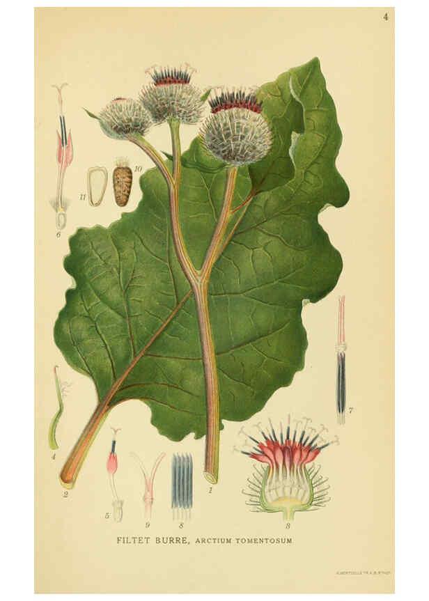 Reproducción/Reproduction 6028708345: Billeder af nordens flora. v.1 København,G.E.C. Gad's forlag,1917-1927