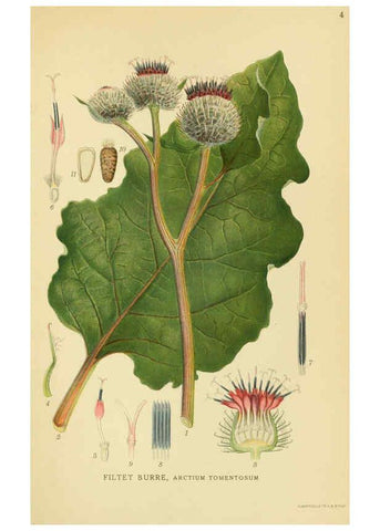 Reproducción/Reproduction 6028708345: Billeder af nordens flora. v.1 København,G.E.C. Gad's forlag,1917-1927