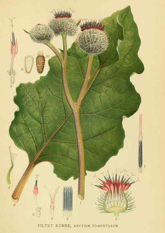 Reproducción/Reproduction 6028708345: Billeder af nordens flora. v.1 København,G.E.C. Gad's forlag,1917-1927