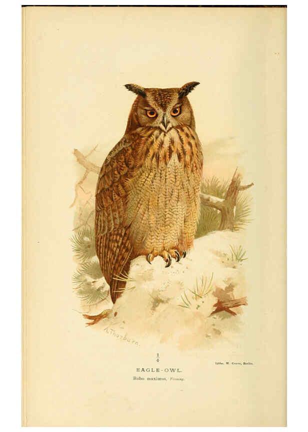 Reproducción/Reproduction 6028621291: Coloured figures of the birds of the British Islands. v.1 London :R. H. Porter,1885-1897
