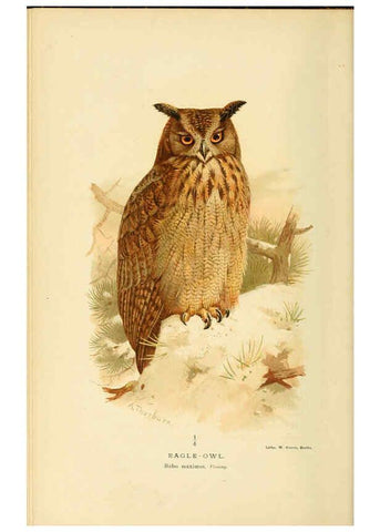 Reproducción/Reproduction 6028621291: Coloured figures of the birds of the British Islands. v.1 London :R. H. Porter,1885-1897