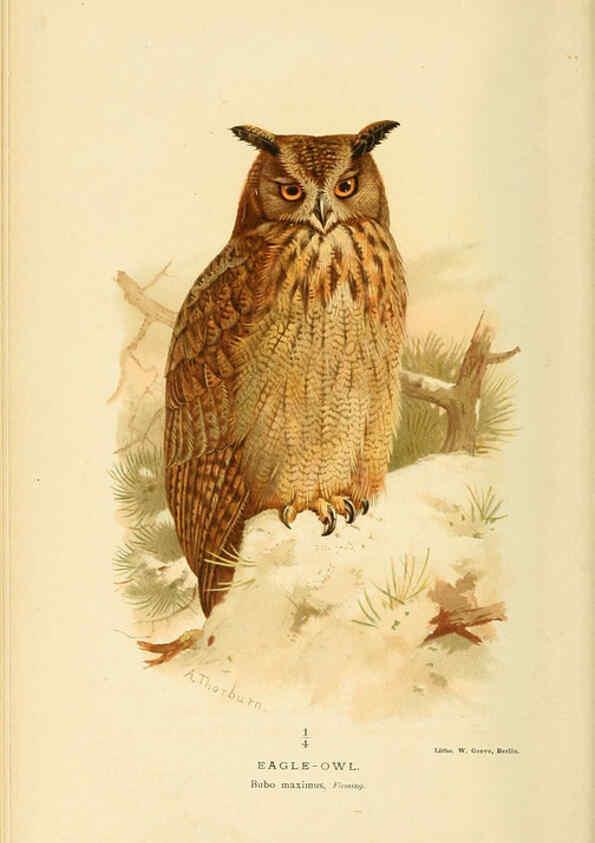 Reproducción/Reproduction 6028621291: Coloured figures of the birds of the British Islands. v.1 London :R. H. Porter,1885-1897
