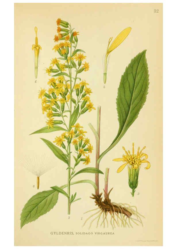 Reproducción/Reproduction 6029268378: Billeder af nordens flora. v.1 København,G.E.C. Gad's forlag,1917-1927