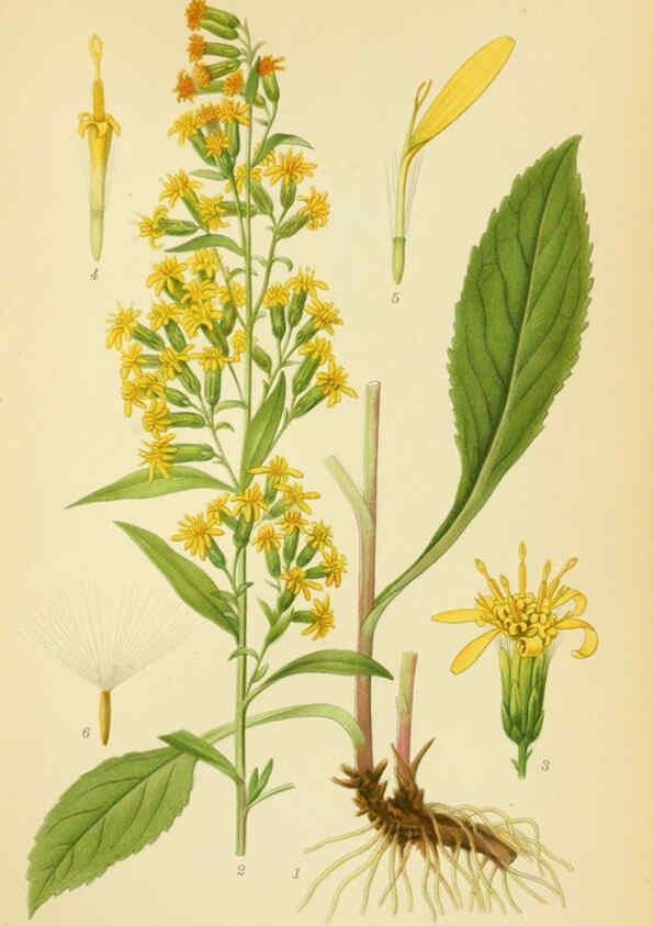 Reproducción/Reproduction 6029268378: Billeder af nordens flora. v.1 København,G.E.C. Gad's forlag,1917-1927