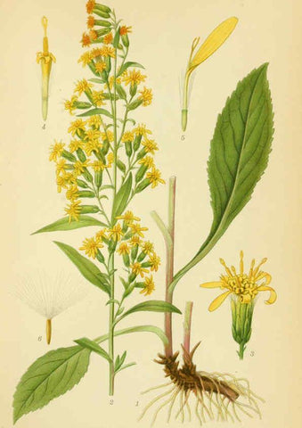 Reproducción/Reproduction 6029268378: Billeder af nordens flora. v.1 København,G.E.C. Gad's forlag,1917-1927