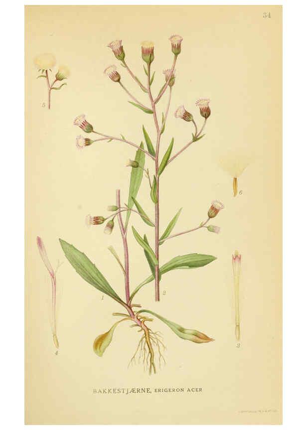Reproducción/Reproduction 6029268978: Billeder af nordens flora. v.1 København,G.E.C. Gad's forlag,1917-1927